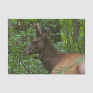 Elk Tissue Paper