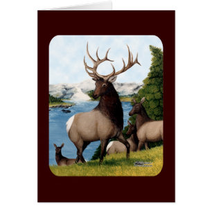 Elk Wapiti