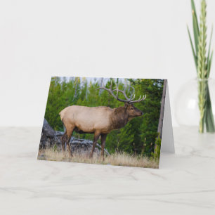 Elk   Yellowstone National Park, Wyoming Card