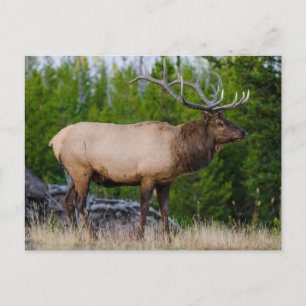 Elk Yellowstone National Park, Wyoming Postcard