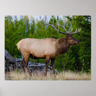 Elk   Yellowstone National Park, Wyoming Poster