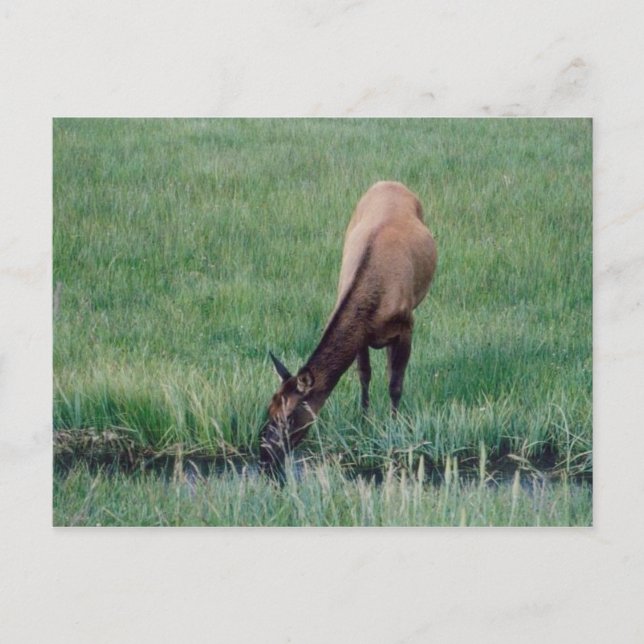 Elk- Yellowstone Postcard (Front)