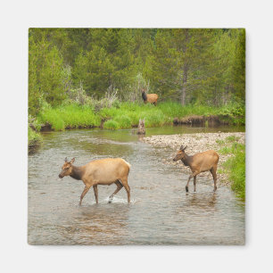 Elks Crossing the Colorado River Magnet