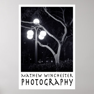 Elm and Lamppost Poster