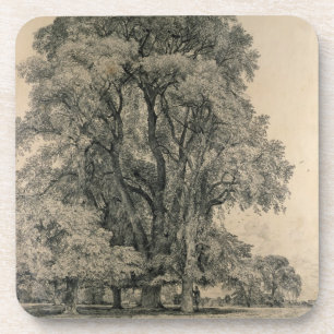 Elm trees in Old Hall Park, East Bergholt, 1817 (p Coaster