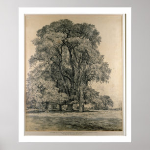 Elm trees in Old Hall Park, East Bergholt, 1817 (p Poster