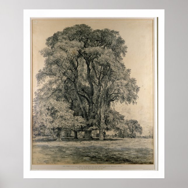 Elm trees in Old Hall Park, East Bergholt, 1817 (p Poster (Front)