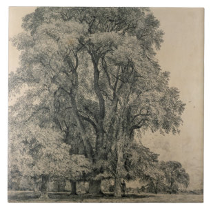 Elm trees in Old Hall Park, East Bergholt, 1817 (p Tile
