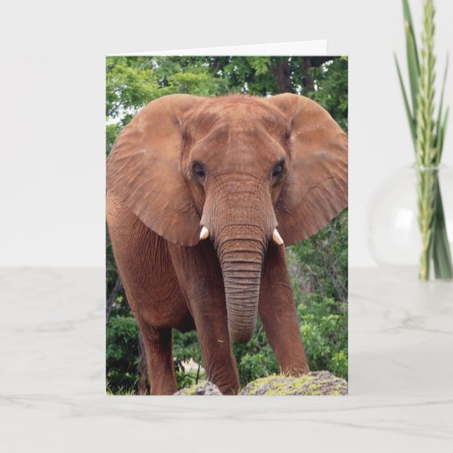 ELPEHANT Photography Greeting Card (Front)