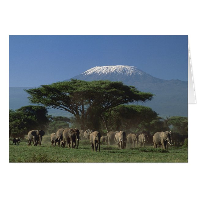 Elphants of Mt.Kilimanjaro (Front Horizontal)