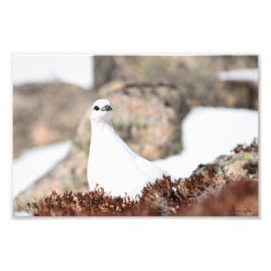 Elusive Ptarmigan Photo Print