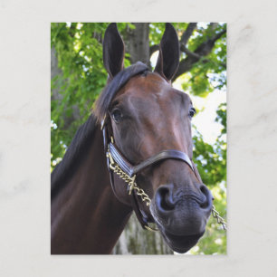 Elusive Quality Filly Postcard
