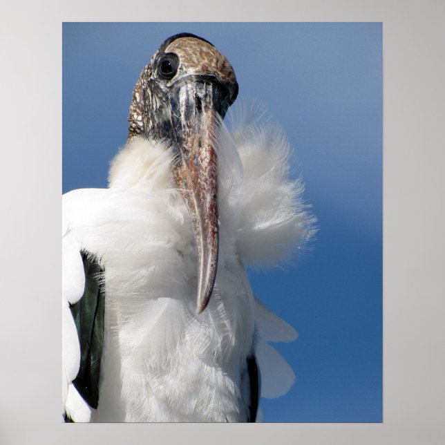 Elvis - Wood Stork Poster (Front)