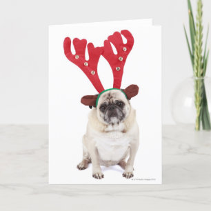 Embarrassed looking Pug wearing Reindeer Antlers Holiday Card