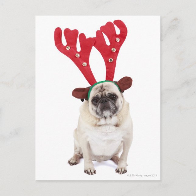 Embarrassed looking Pug wearing Reindeer Antlers Postcard (Front)