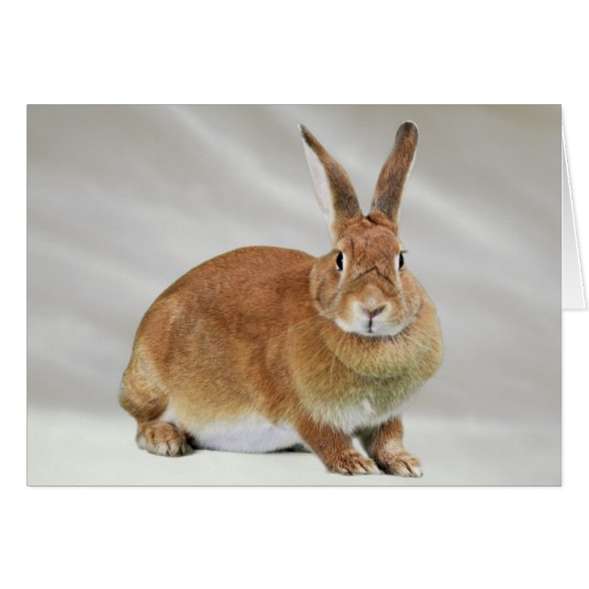 Ember (Front Horizontal)