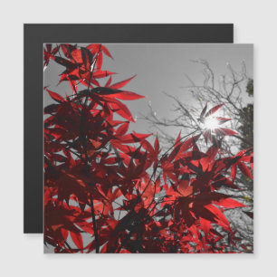 Embers of Autumn Magnetic Card