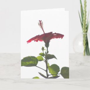 Embossed Red Hibiscus, Into the Light Card