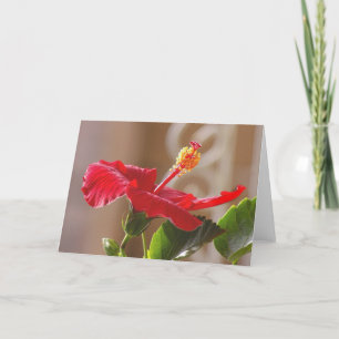 Embossed Red Hibiscus, Scrolled Card