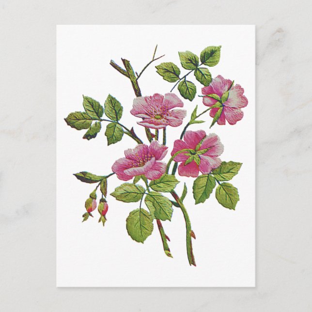 Embroidered Pink Old English Roses Postcard (Front)