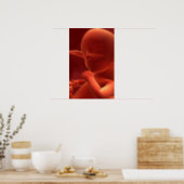 Embryonic Development 2 Poster (Kitchen)