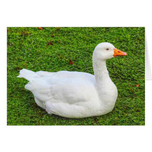 Emden Goose (Front Horizontal)
