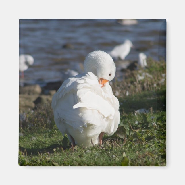 Emden Goose Magnet (Front)