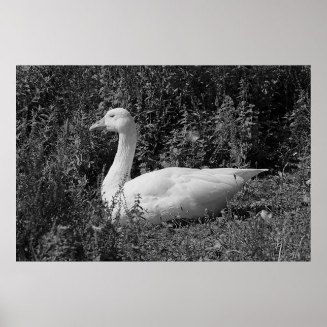 Emden Goose Poster (Front)