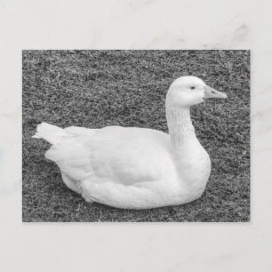 Emden Goose, Roath Park Lake, Cardiff, Wales B&W Postcard