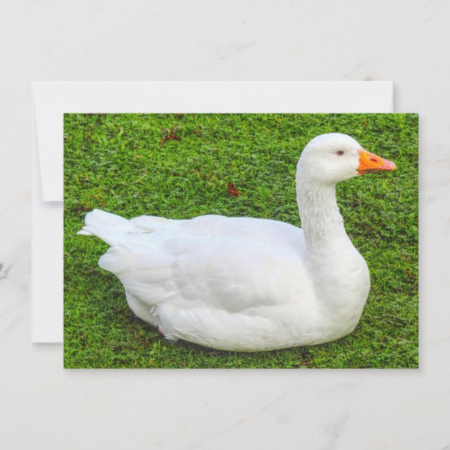Emden Goose, Roath Park Lake, Cardiff, Wales. Card (Front)