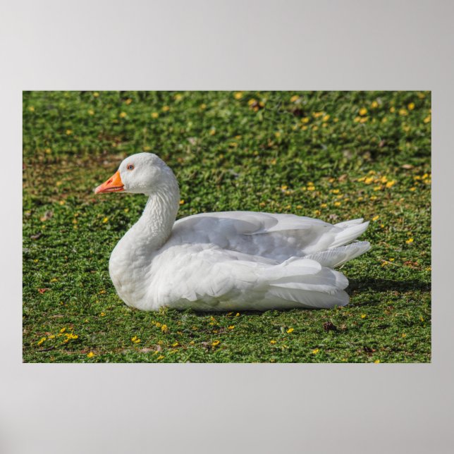 Emden Goose, Roath Park Lake, Cardiff, Wales. Poster (Front)