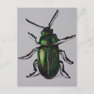 Emerald Beetle Products Postcard