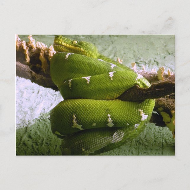 Emerald Boa Postcard (Front)