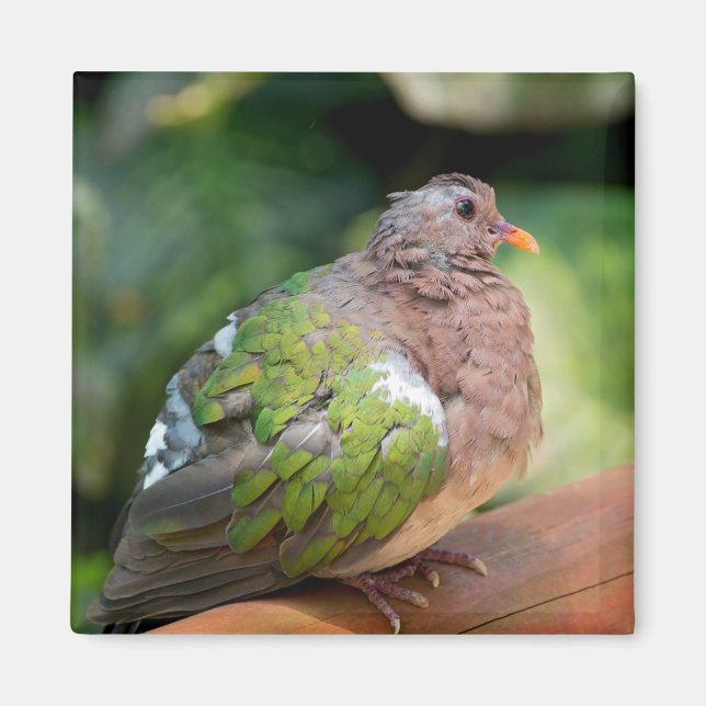 Emerald Dove Profile and Perch Magnet (Front)