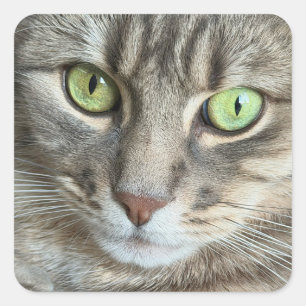 Emerald Eyes – Portrait of a Green-Eyed Cat Square Sticker