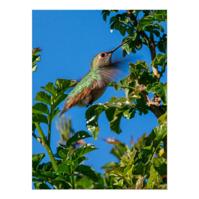 Emerald Flash: Hummingbird in Motion Poster (Front)
