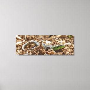 Emerald lizard Salamander in the earth Canvas Print