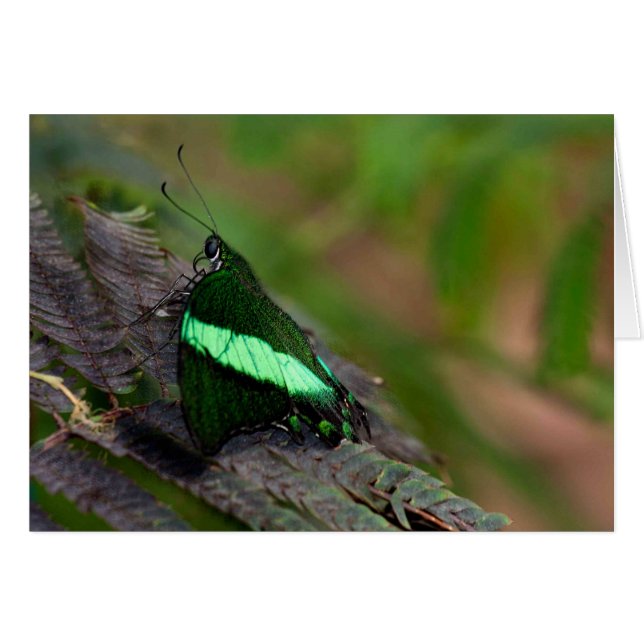Emerald Swallowtail (Front Horizontal)