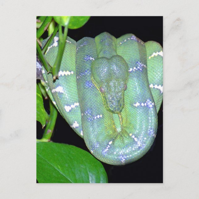 Emerald Tree Boa-Morticia Postcard (Front)