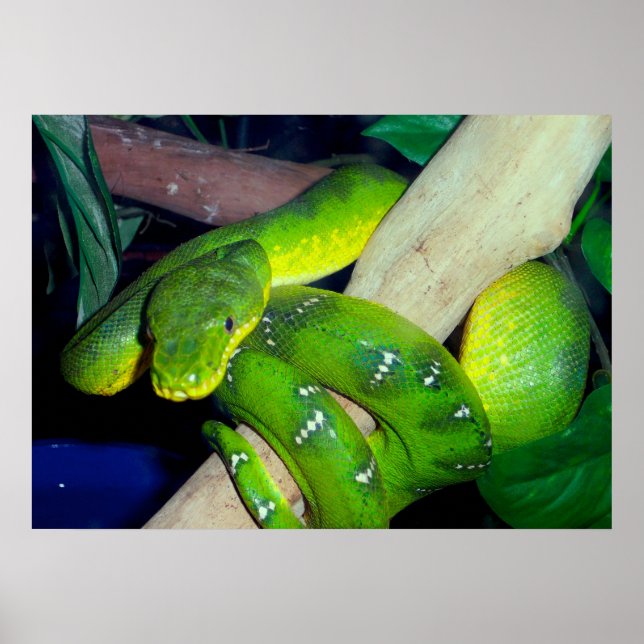 Emerald Tree Boa Poster (Front)