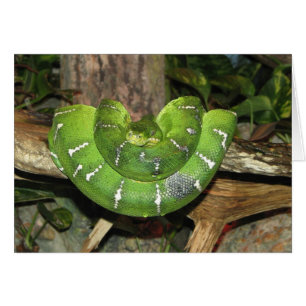 Emerald Tree Boa Snake Card