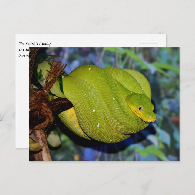Emerald Tree Boa Snake Postcard (Front/Back)