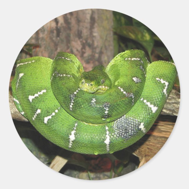 Emerald Tree Boa Snake Sticker (Front)