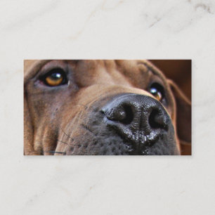 Emergency Pet Alert Cards for Pet Owners