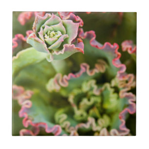 Emerging bud of an Echeveria Plant Tile
