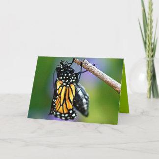 Emerging Butterfly Card