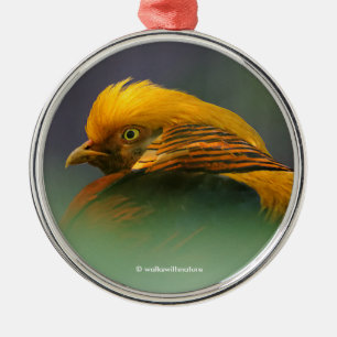 Emerging from the Green: Golden Pheasant Metal Ornament