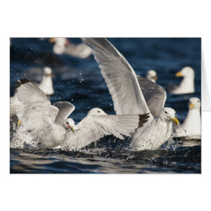 Emerging Gulls