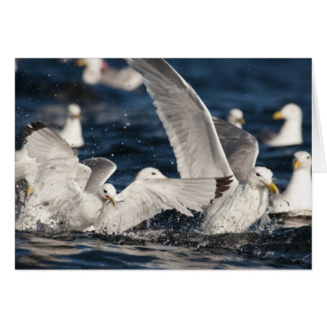 Emerging Gulls (Front Horizontal)