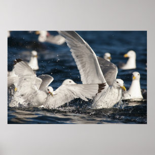 Emerging Gulls Poster